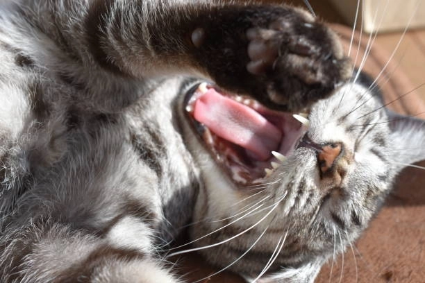 Tổng hợp ảnh chế meme mèo cười gây sốt