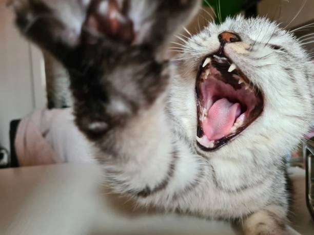 Mọi góc độ hài từ mèo meme cười