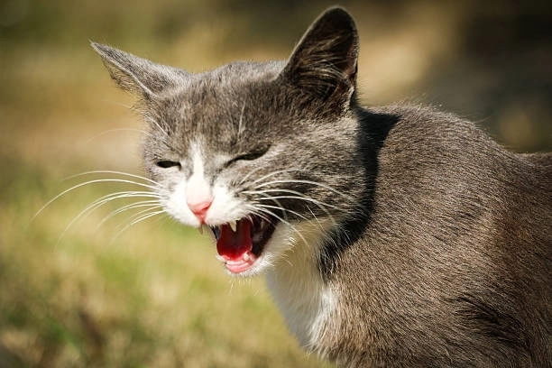 Cười xỉu với meme mèo cười đểu thâm thúy cực mạnh