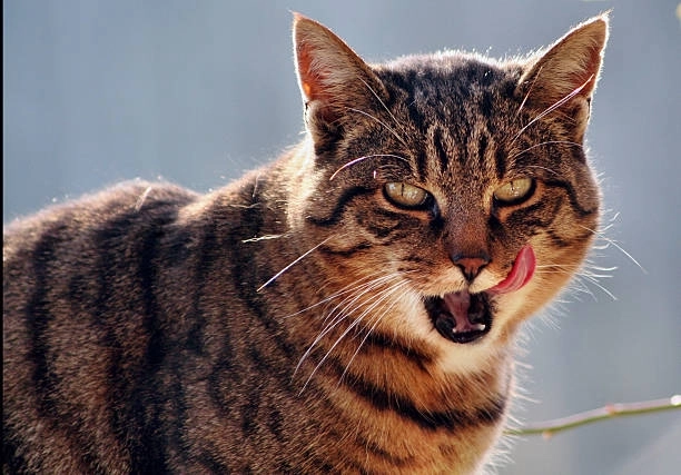 Bộ ảnh meme mèo cười nham hiểm cực gắt không xem phí cả ngày