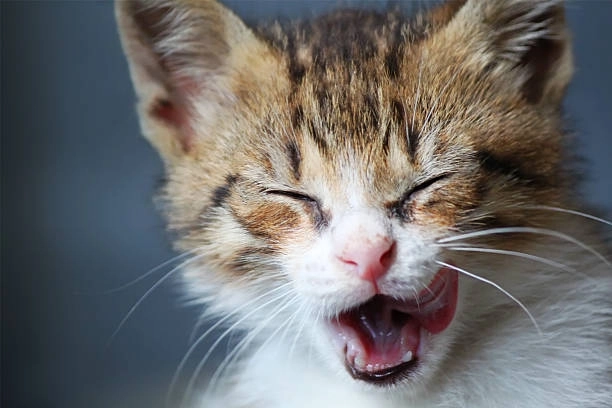 Cười nghiêng ngả với meme mèo cười khinh bỉ không lối thoát