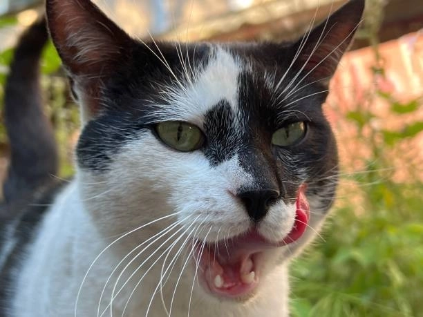 Dân mạng tranh nhau chia sẻ cười đểu mèo meme