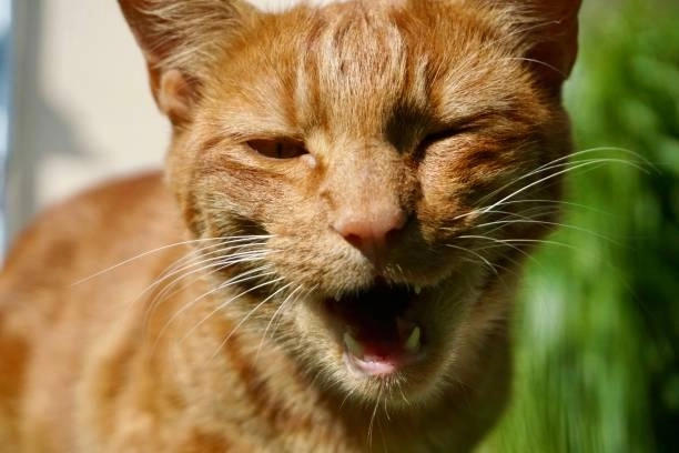 Cười như mất kiểm soát với cười nhếch mép meme mèo cười nhếch mép