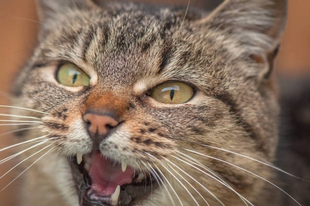 Thâm thúy từng khung hình cười nhếch mép cười đểu meme mèo nhếch mép