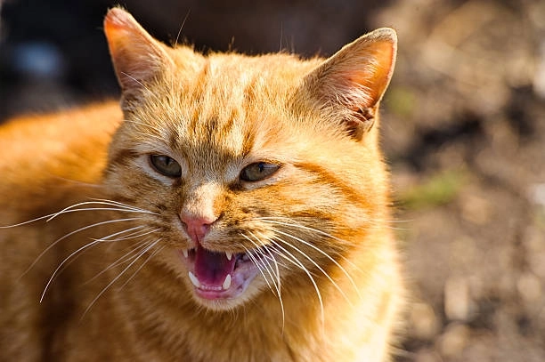 Đốn tim người xem với meme mèo cute cười đáng yêu hết nấc