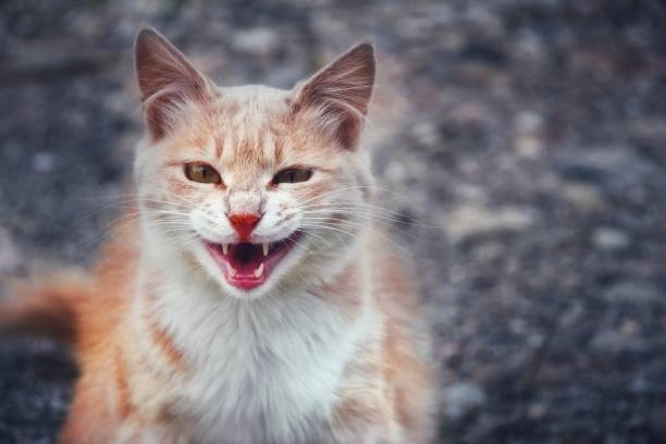 Loạt meme mèo cười cute khiến tim tan chảy vì quá đáng yêu