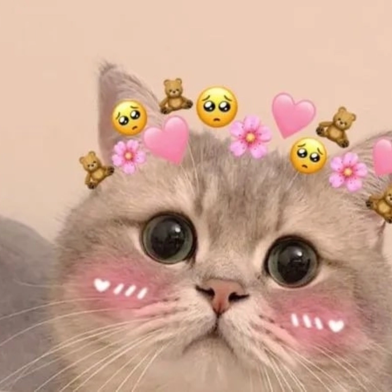 Cười té ghế với loạt meme mèo.cute hot nhất tuần này