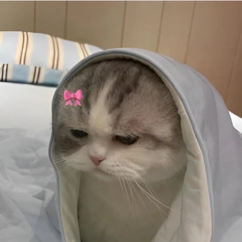 Mọi ánh nhìn đổ dồn vào mèo cute meme vì quá ngáo và dễ thương