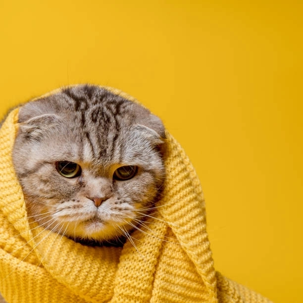Đặt ngay hình nền meme mèo cute làm hình nền cho hôm nay