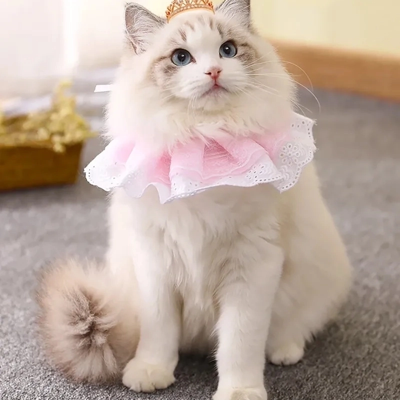 Không nhịn được cười với bộ sưu tập meme mèo bựa cute