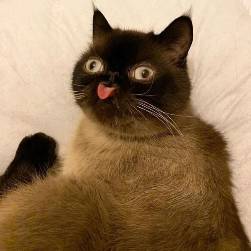 Cười bể bụng cùng loạt meme mèo cute hài gây sốt
