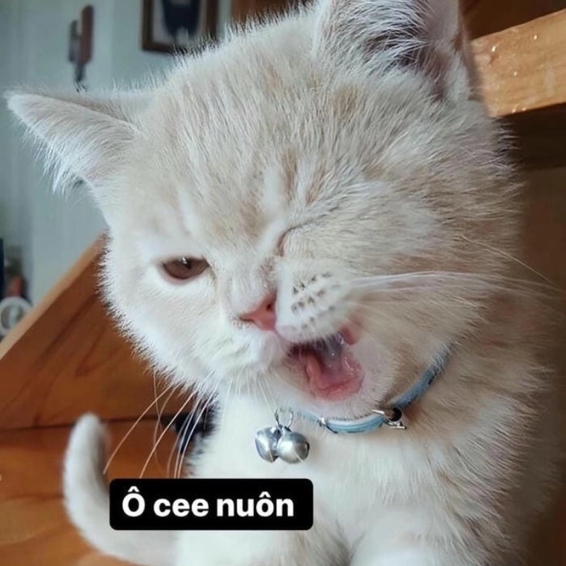 Tâm trạng hôm nay chỉ đơn giản là meme mèo cute ok