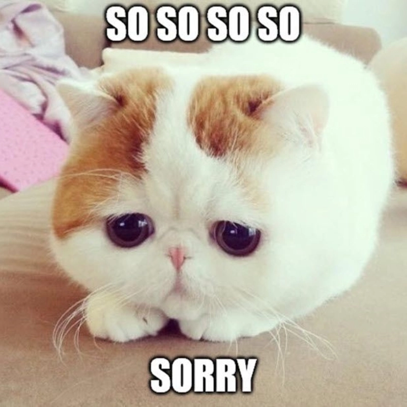 Gửi lời tha thứ qua meme mèo cute xin lỗi siêu cưng