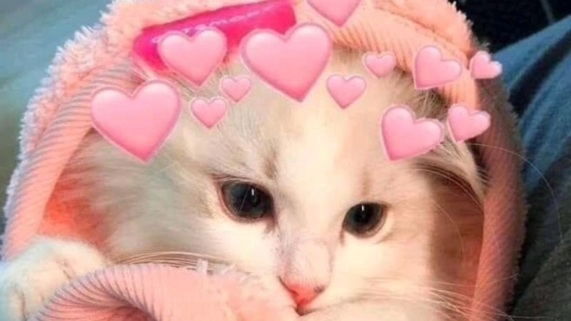 Siêu phẩm meme mèo cute anime cho tín đồ mê Nhật Bản