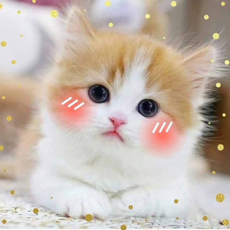 Bộ ảnh meme mèo cute yêu khiến tim bạn đập nhanh hơn