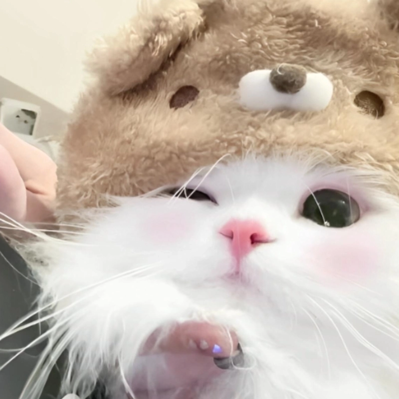 Khi meme mèo iu còn dễ thương hơn cả lời tỏ tình