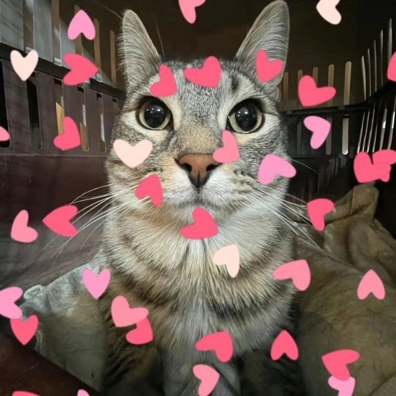 Dành tặng bạn loạt meme ảnh mèo cute trái tim cực dễ thương