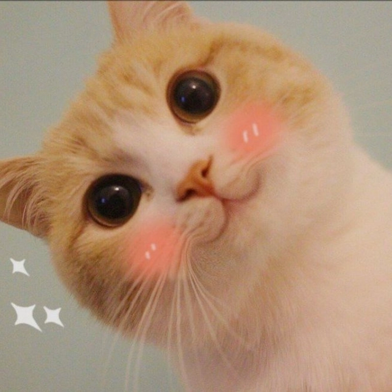 Loạt meme ngộ nghĩnh ảnh mèo cute đang viral khắp các group