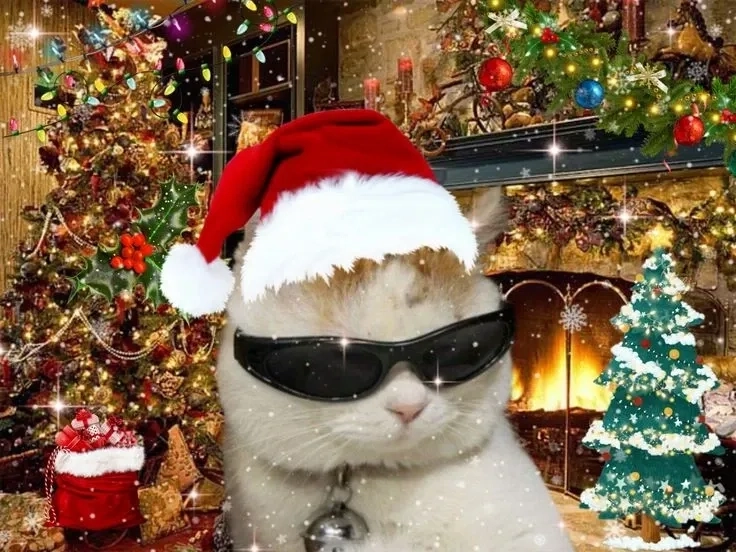 Đừng buồn nữa, xem ảnh meme con mèo cute là vui lại liền