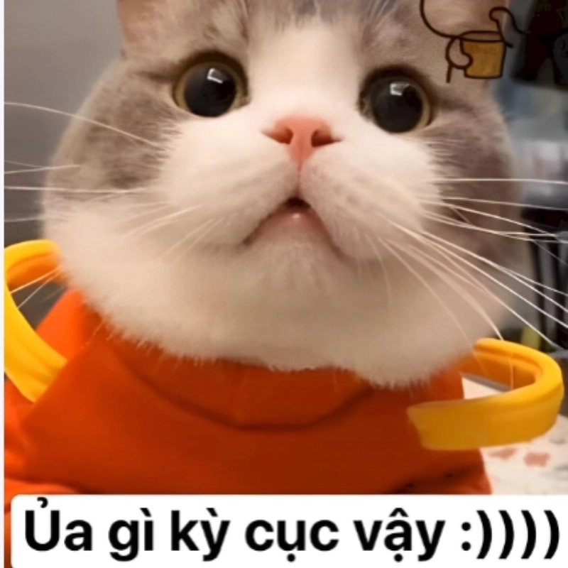 Dỗi đáng yêu kiểu meme mèo giận cute không ai cưỡng lại
