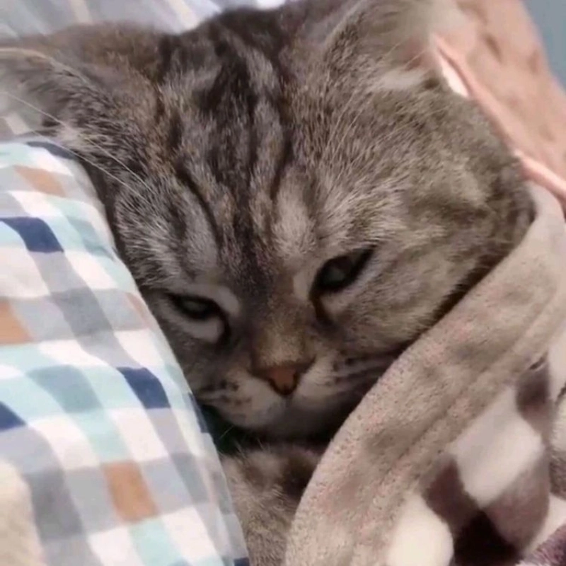 Khoảnh khắc đáng yêu nhất là meme mèo cute ngủ