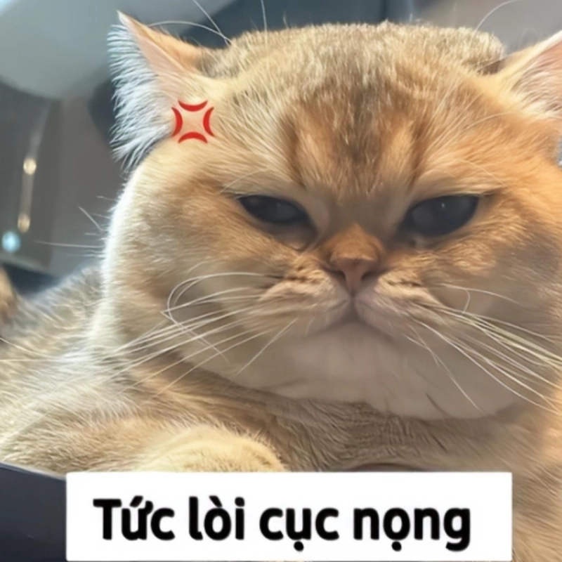 Cơn sốt meme mèo cute có chữ vẫn chưa hạ nhiệt