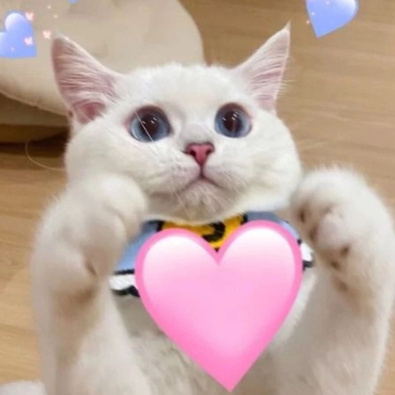 Tình yêu bắt đầu từ meme mèo cute yêu đáng yêu nhất mạng
