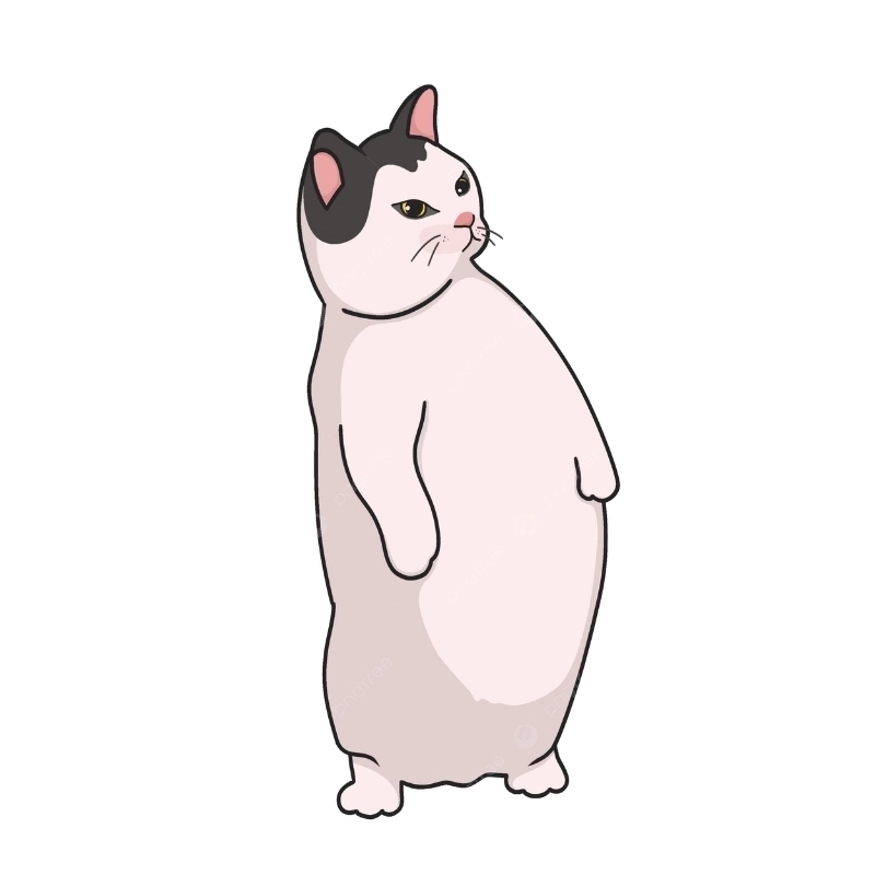Mùa meme lên ngôi cùng meme avatar ảnh mèo cute