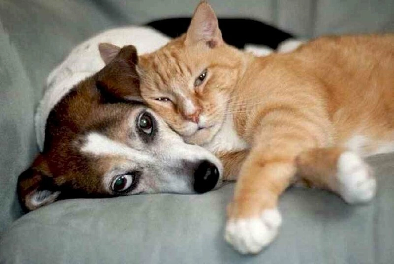 Đỉnh cao hài hước là bộ meme chó mèo cute bá đạo