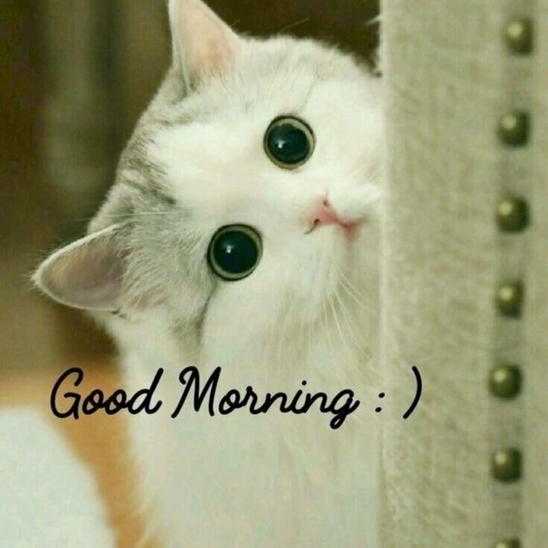 Tâm trạng khó hiểu meme mèo cute cũng có hình ảnh