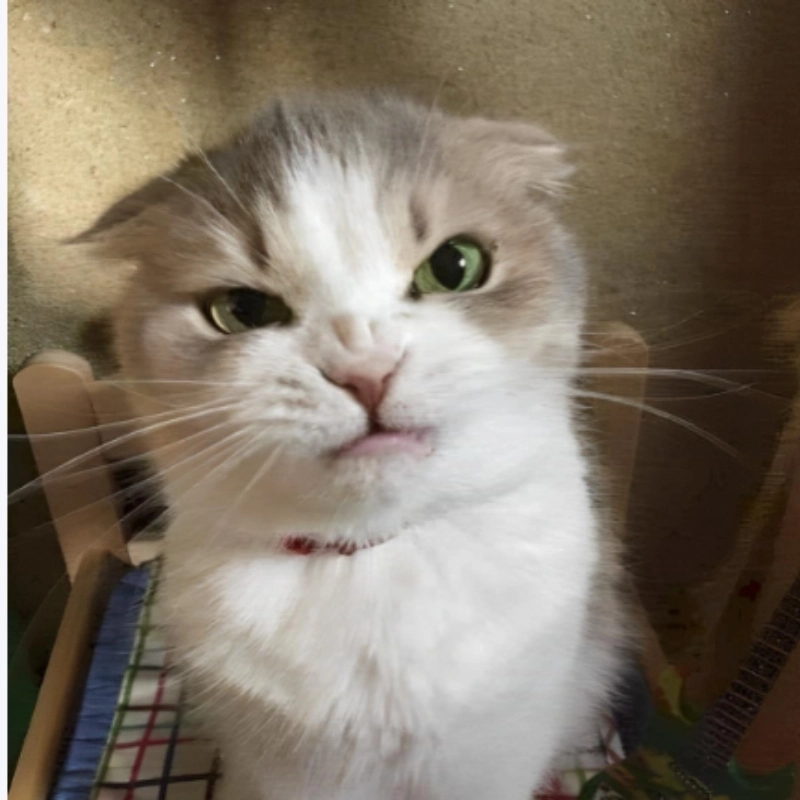Nhấn lưu ngay bộ hình nền meme mèo cute dễ thương nhất
