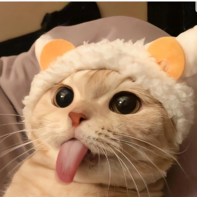 Ghim ngay những khoảnh khắc hình meme mèo cute không thể bỏ qua