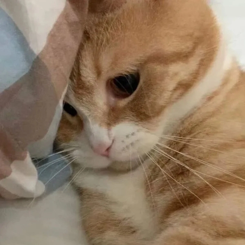Cưng xỉu với ánh mắt ngây thơ của be meo cute