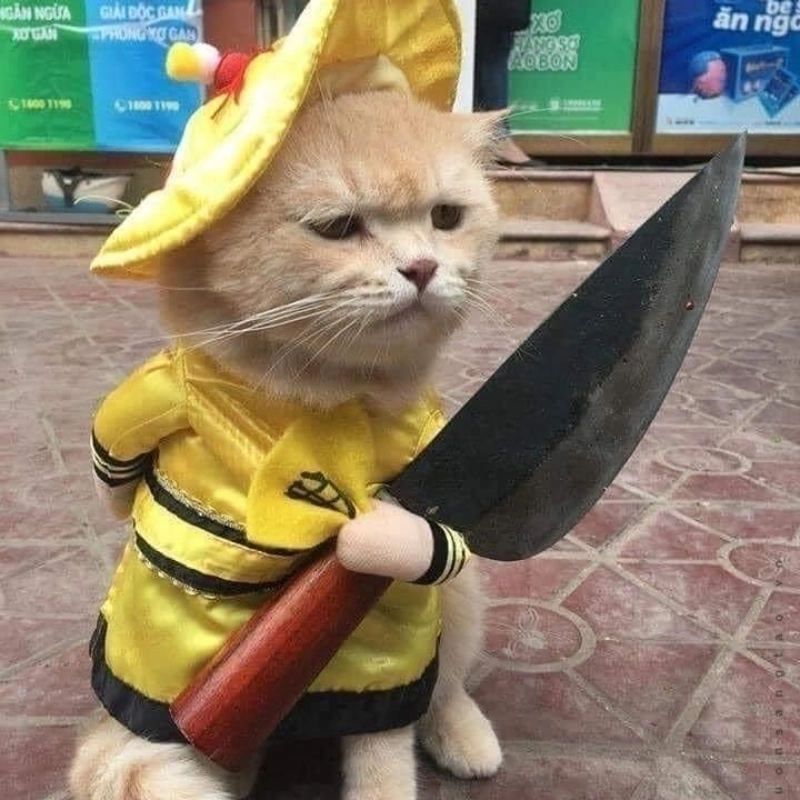 Cười té ghế cùng meme mèo cute cười cực phẩm