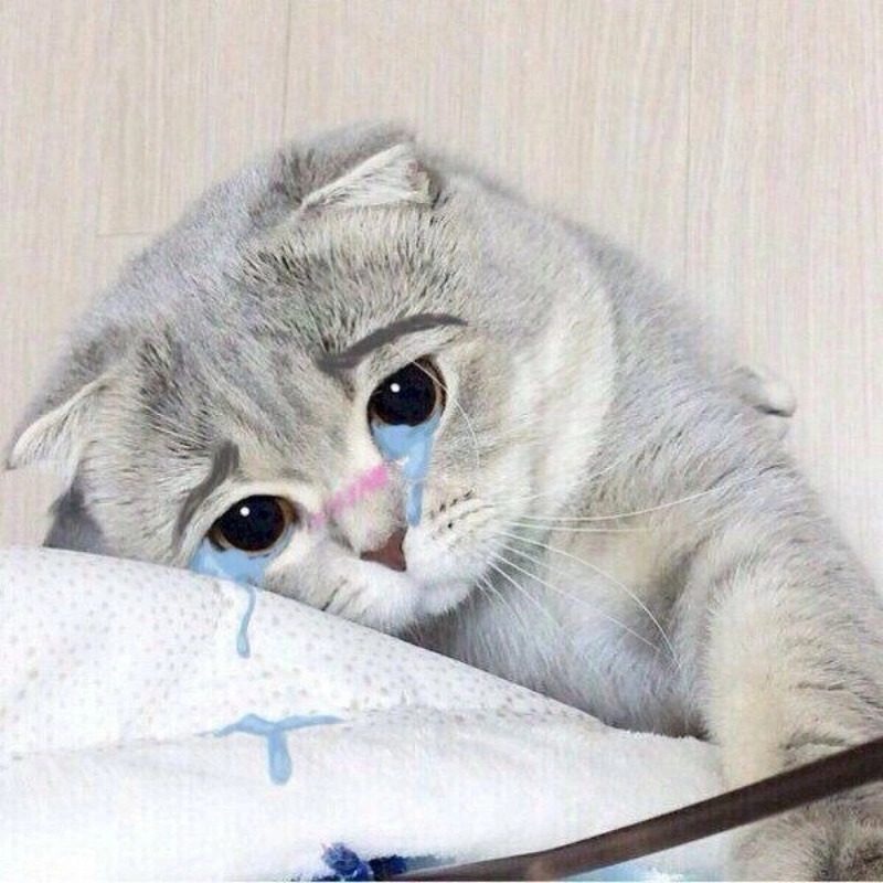 Nét đáng thương không ai nỡ giận từ meme mèo cute khóc
