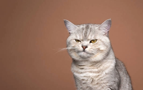Đổi ảnh ngay với ảnh meme avatar mèo khóc