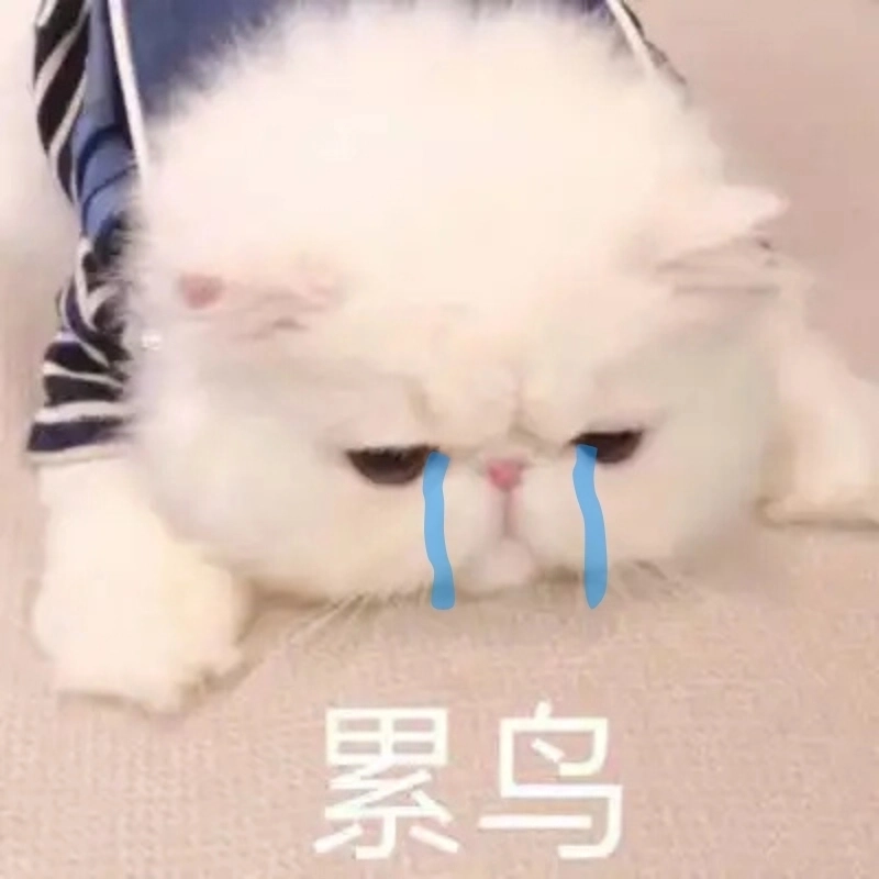 Tâm trạng lên xuống vì mèo khóc meme mèo khóc