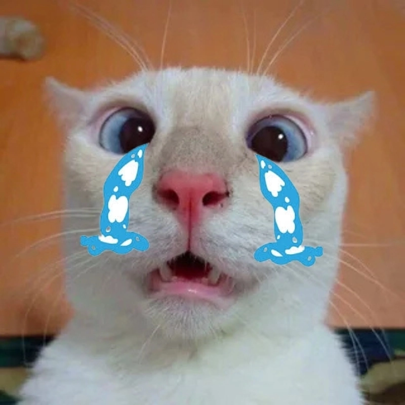 Xem là muốn share ngay ảnh mèo khóc meme