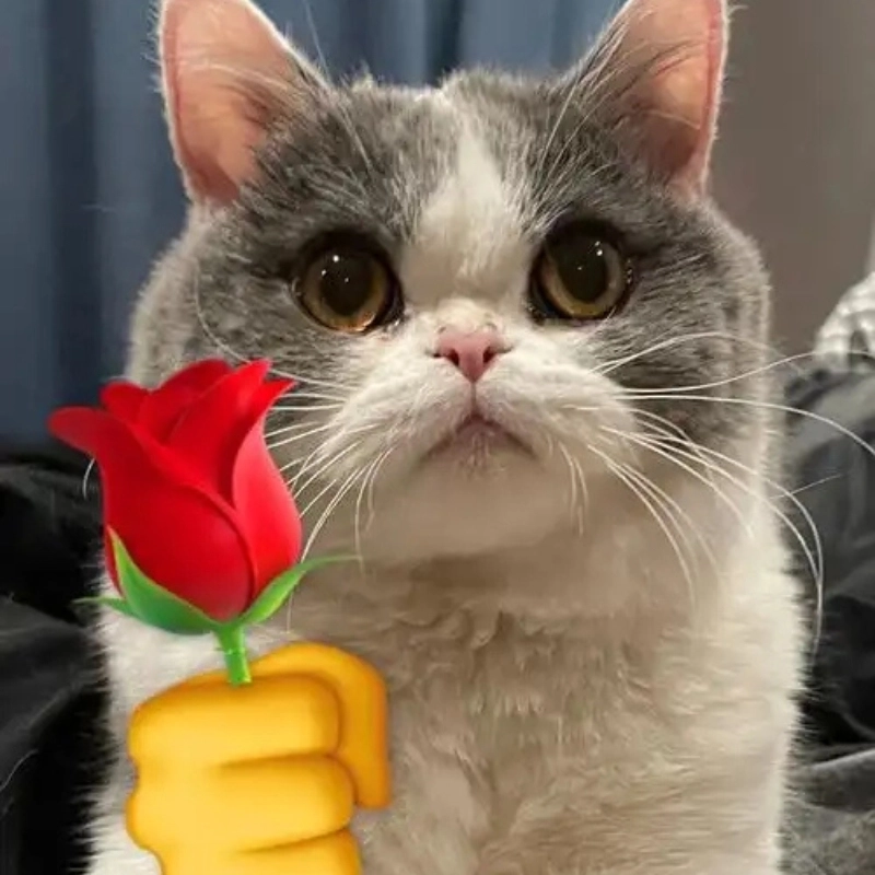 Mèo cầm hoa mà còn ngại ngùng mới chịu meme con mèo cầm hoa