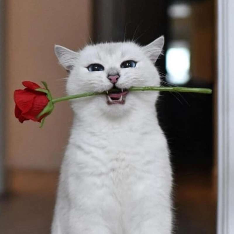 Cảm xúc hỗn loạn với ánh mắt meme mèo hoang mang