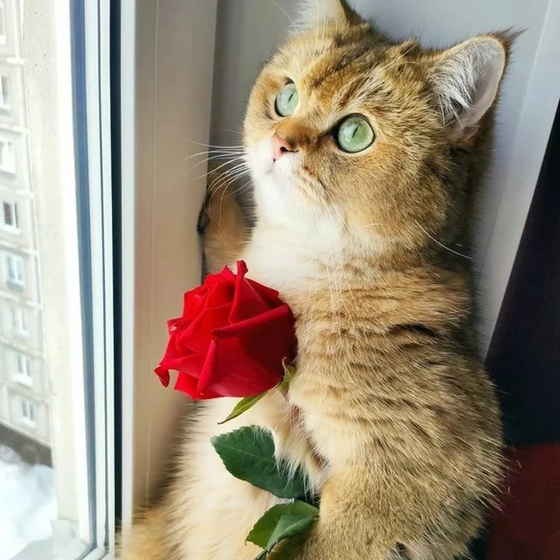 Ai nhận được ảnh meme mèo tặng hoa là người may mắn