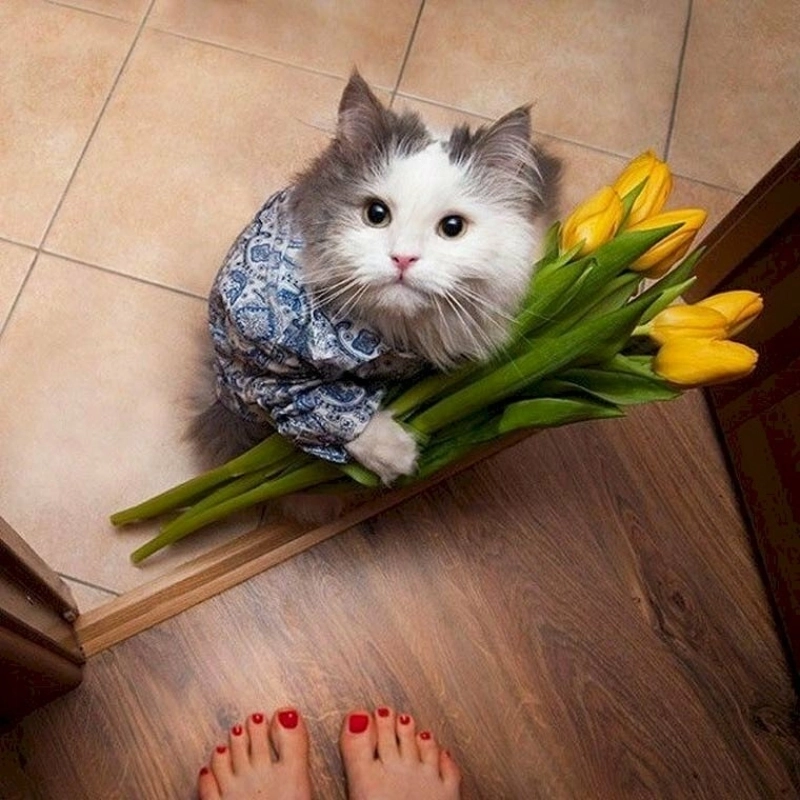 Nhận lấy nè tặng hoa hồng meme mèo siêu xịn