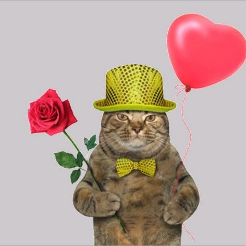Gửi trái tim nhỏ cùng hình trái tim cute meme mèo tặng hoa
