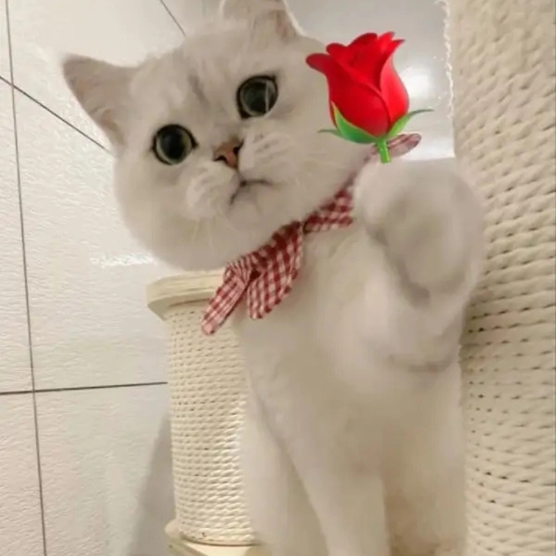 Mèo nhỏ gửi yêu thương bằng mèo meme tặng hoa