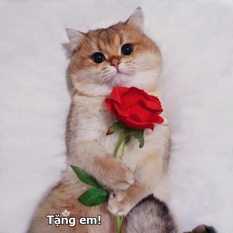 Mèo cầm hoa siêu thần thái meme mèo cầm bông hoa