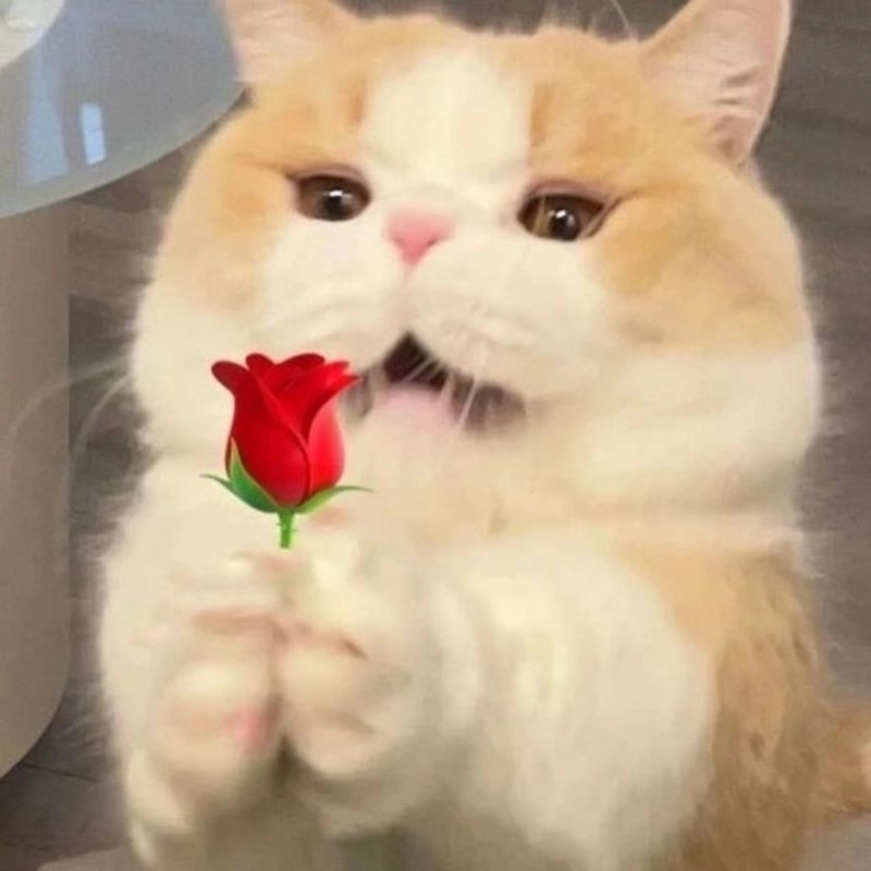 Gửi crush nhẹ nhàng với tặng hoa hồng meme mèo cute