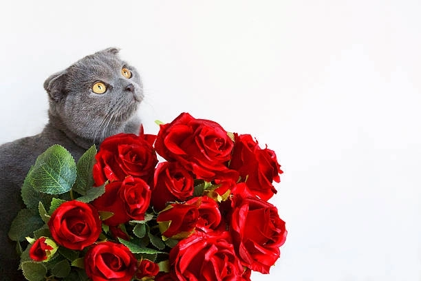 Meme tặng hoa phiên bản siêu cấp meme tặng hoa mèo