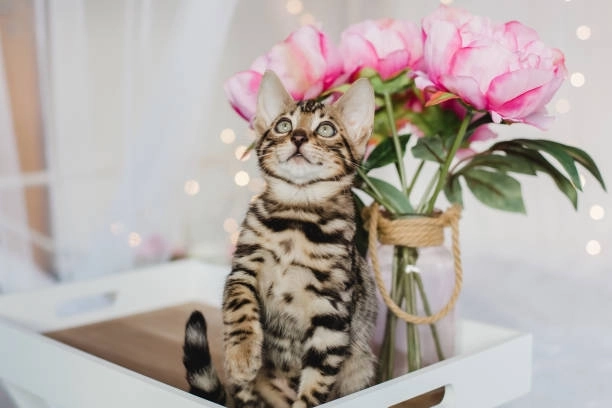 Chốt đơn bức ảnh meme con mèo tặng hoa ngay
