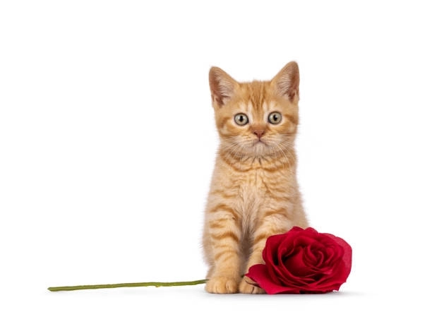 Ai cần người yêu khi có hình ảnh mèo cute meme tặng hoa