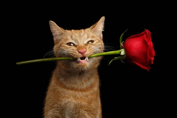 Mèo nói yêu bằng hoa và ánh mắt meme mèo tặng hoa hồng